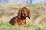 SETTER IRLANDAIS 309